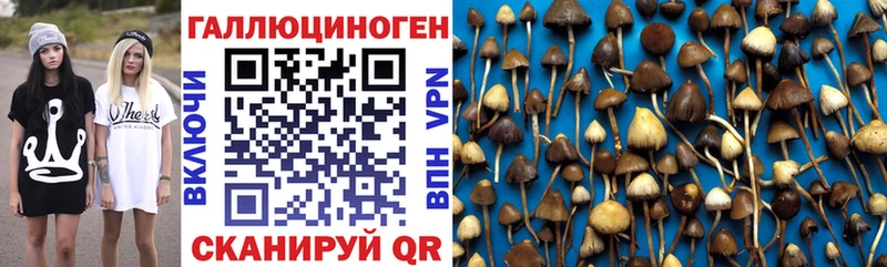 Псилоцибиновые грибы Cubensis наркота Курганинск